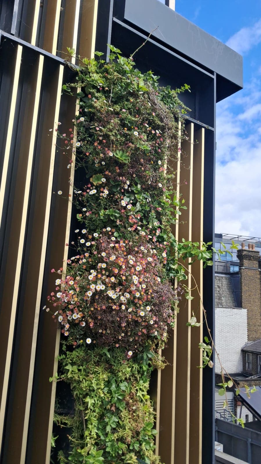 Living Wall Installation & Maintenance